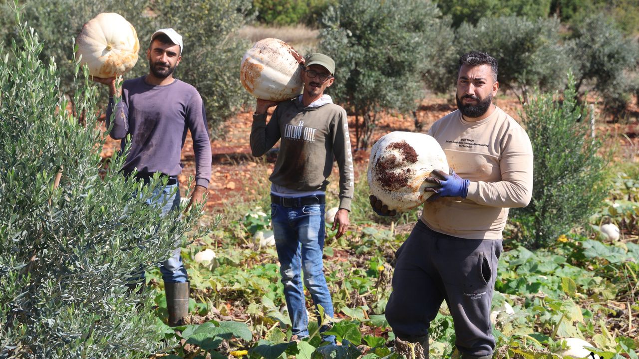 Hatay'da 30 kiloya ulaşan tescilli beyaz kabakta hasat başladı: Kilogram fiyatı belli oldu