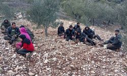 Hatay’da zeytinlik alanda 30 düzensiz göçmen yakalandı