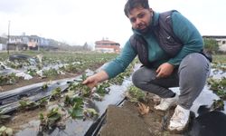 Hatay'da çilek bahçesi selle birlikte su altında kaldı