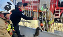 Kapı korkuluğuna sıkışan kediyi itfaiye kurtardı