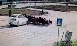 Otomobilin koyun sürüsünün arasına daldığı anlar kamerada