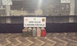 Süs Kanatlı Sokak Hayvanları Koruma Derneği'nde horoz dövüştürerek kumar oynayan 76 kişiye ceza yağdı