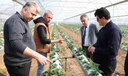 Hatay’da Üreticiye Çilek Yetiştiriciliği Eğitimi