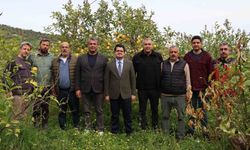 Arsuz'da limon hasadı başladı