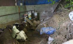 Hatay'da heyelanda önü toprakla dolan ahırda hayvanlar mahsur kaldı