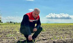 Kırıkhan'da mısır ekili alanlar incelendi