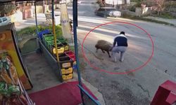 Sürünün geçişi esnasında 3 metrelik kuyuya düşen koyunu esnaf kurtardı: O anlar kamerada