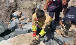 Hatay’da yavru kedileri kurtarma operasyonu! Anne kedinin bekleyişi yürekleri ısıttı
