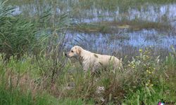 Milleyha Sulak Alanına 5 yavru köpeği bırakan 2 şahsa 540 bin TL para cezası uygulandı
