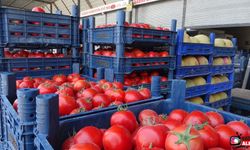 Sebze halindeki domatesin fiyatı 15 TL'ye düştü