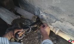 Bakmaya bile korkanlar varken o koluna dolanan 1 buçuk metrelik 2 yılanı saklandığı delikte yakaladı