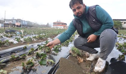 Hatay'da çilek bahçesi selle birlikte su altında kaldı