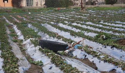 Hatay'da çilek bahçesi selle birlikte su altında kaldı