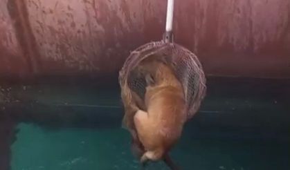 Gemiden denize düşen köpeği itfaiye kurtardı