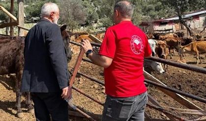 Adana'da 'Güney Sarısı' bereketi: Yerli ırk üreticinin yüzünü güldürüyor