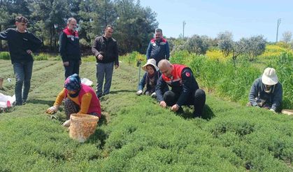 Altınözü'nde zahter hasadı başladı