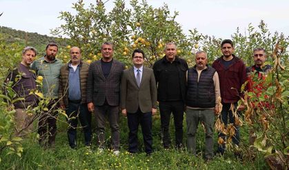 Arsuz'da limon hasadı başladı