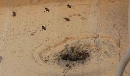 Yıllardır mahalleyi mesken tutan arıları çocukların attığı taş kızdırdı