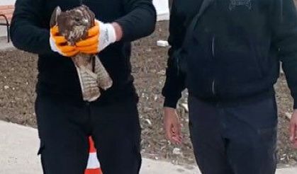 Devriye attığı esnada binaya çarpan yaralı şahini kurtardı
