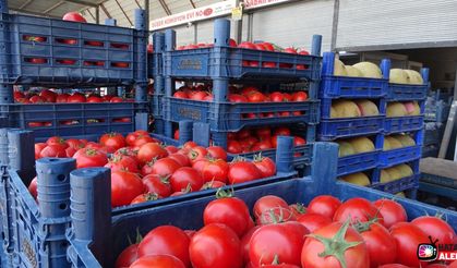 Sebze halindeki domatesin fiyatı 15 TL'ye düştü