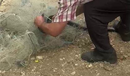 Hatay'da Yürek Isıtan Anlar! Balık Ağına Takılan Yılanı Elleriyle Kurtardı