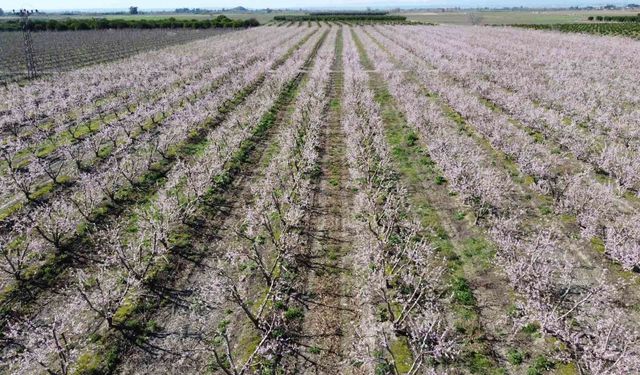 Adana'da şeftali ağaçları çiçek açtı