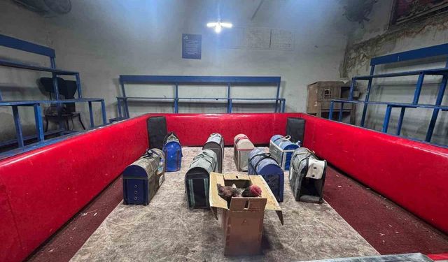 Polis, temizlik işçisi kılığına girerek horoz dövüşünü ortaya çıkardı