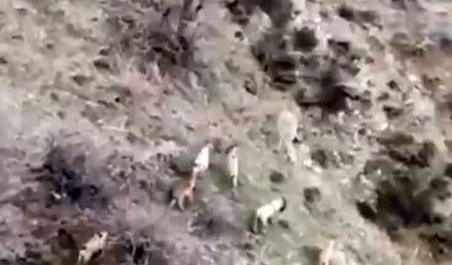 Diyarbakır'da popülasyonu hızla artıyor: Dağ keçileri sürü halinde görüntülendi