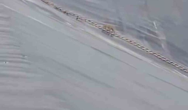 Yapay gölete düşen çakal merdivenle kurtarıldı