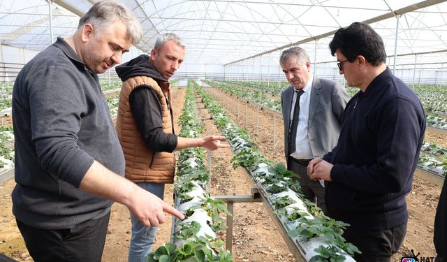 Hatay’da Üreticiye Çilek Yetiştiriciliği Eğitimi
