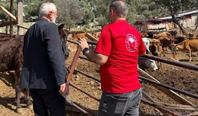 Adana'da 'Güney Sarısı' bereketi: Yerli ırk üreticinin yüzünü güldürüyor