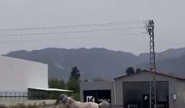 Akan trafikte panik anları: Kaçak at pistte yarışırcasına ilerledi