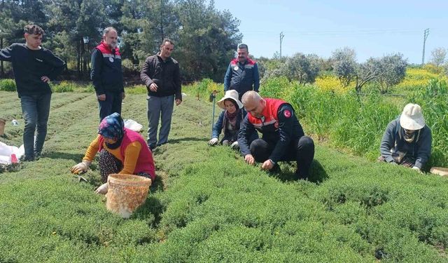 Altınözü'nde zahter hasadı başladı