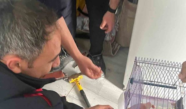 Antakya'da profil demirine sıkışan kuş kurtarıldı