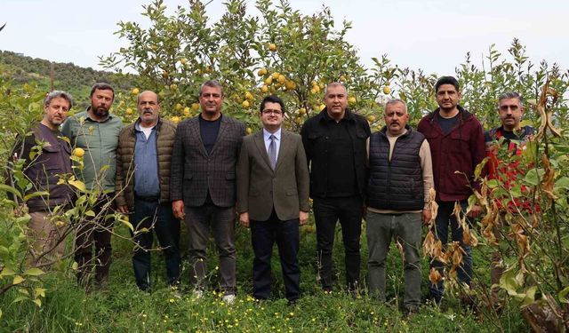 Arsuz'da limon hasadı başladı