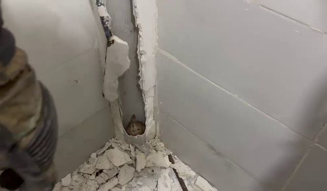 Boruda mahsur kalan kedi duvar kırılarak kurtarıldı