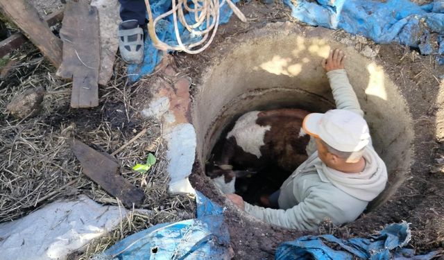 Kuyuya düşen buzağı zorlu çalışmayla kurtarıldı