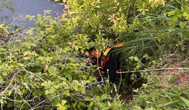 Yayladağı'nda gölete düşen büyükbaş hayvan kurtarıldı
