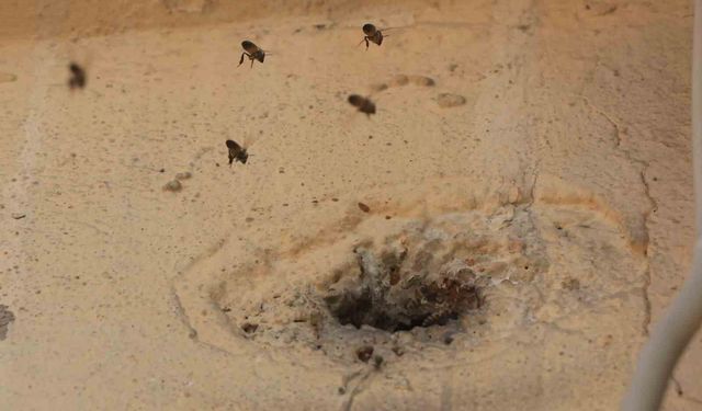 Yıllardır mahalleyi mesken tutan arıları çocukların attığı taş kızdırdı