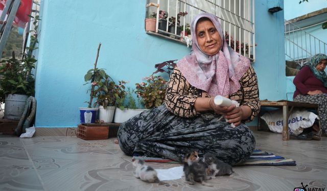 Hatay'da Yürek Isıtan Merhamet! Annesiz Kalan Yavru Kedileri Biberonla Büyütüyor