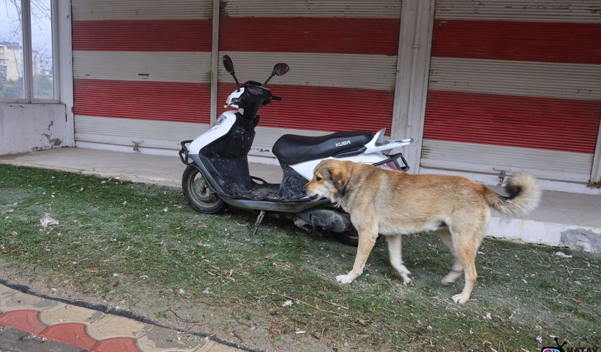Hatay'da 4 mahalleye kuduz karantinası