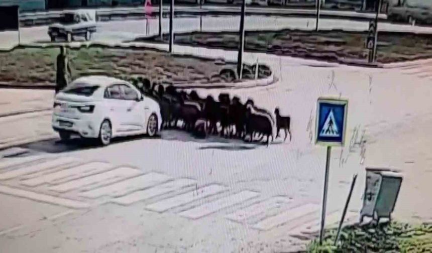 Otomobilin koyun sürüsünün arasına daldığı anlar kamerada