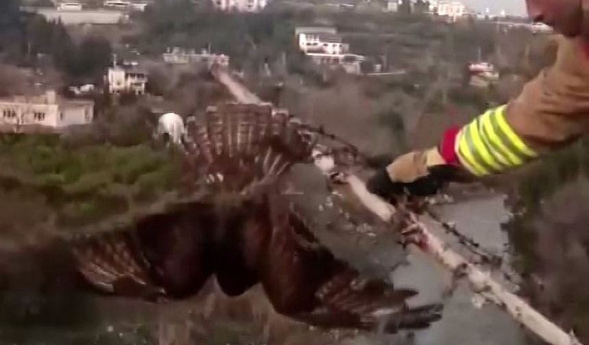 Şahini ölümden kurtarıp, özgürlüğe bıraktılar