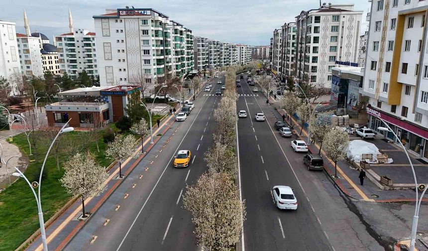 Bulvarlar süs armutlarıyla görsel şölene dönüştü