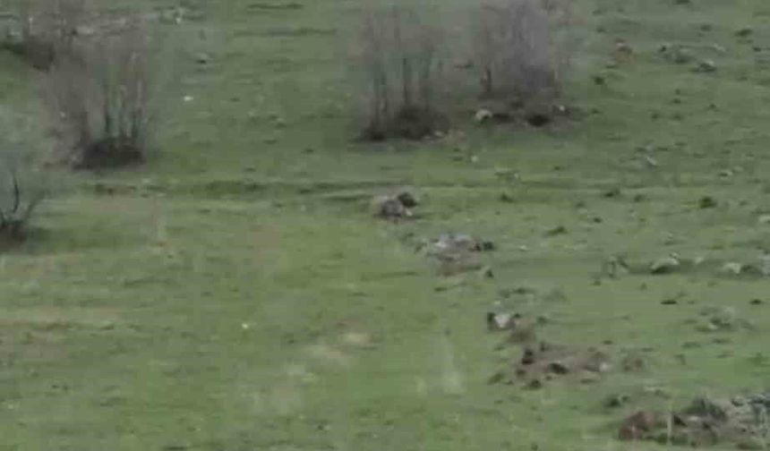 Diyarbakır'da kurt sürüsü görüntülendi