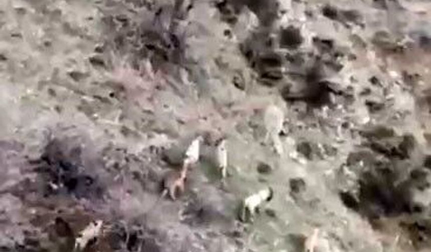 Diyarbakır'da popülasyonu hızla artıyor: Dağ keçileri sürü halinde görüntülendi