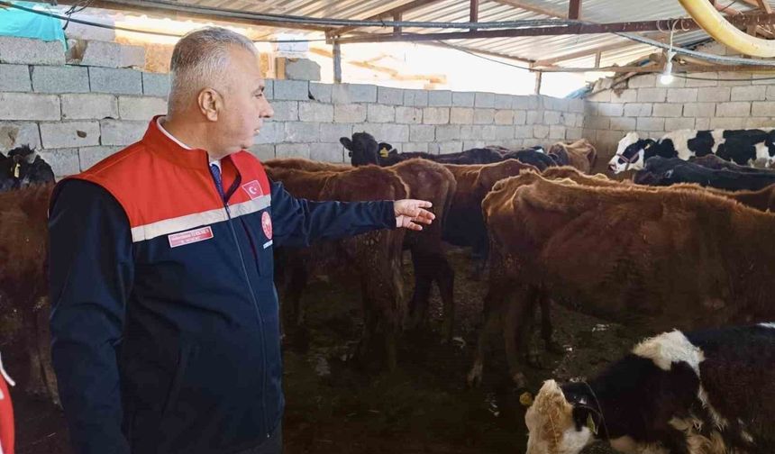 Kumlu'da yerli ırk hayvanlarla büyükbaş yetiştiriciliği yapan işletme incelendi