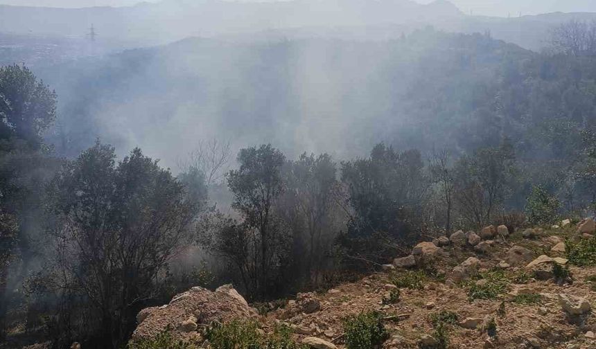 Samandağ'da ormanlık alanda çıkan yangın kısa sürede kontrol altına alındı