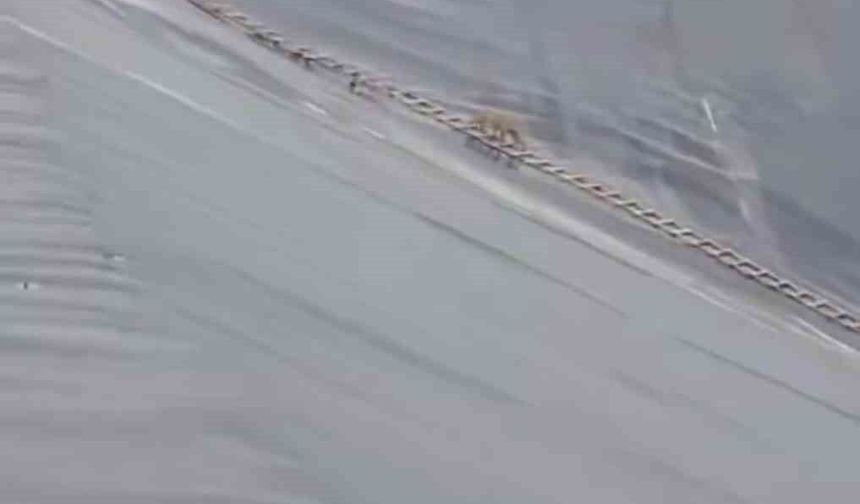 Yapay gölete düşen çakal merdivenle kurtarıldı