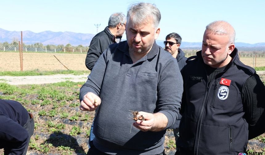 Hatay’da Üreticiye Çilek Yetiştiriciliği Eğitimi
